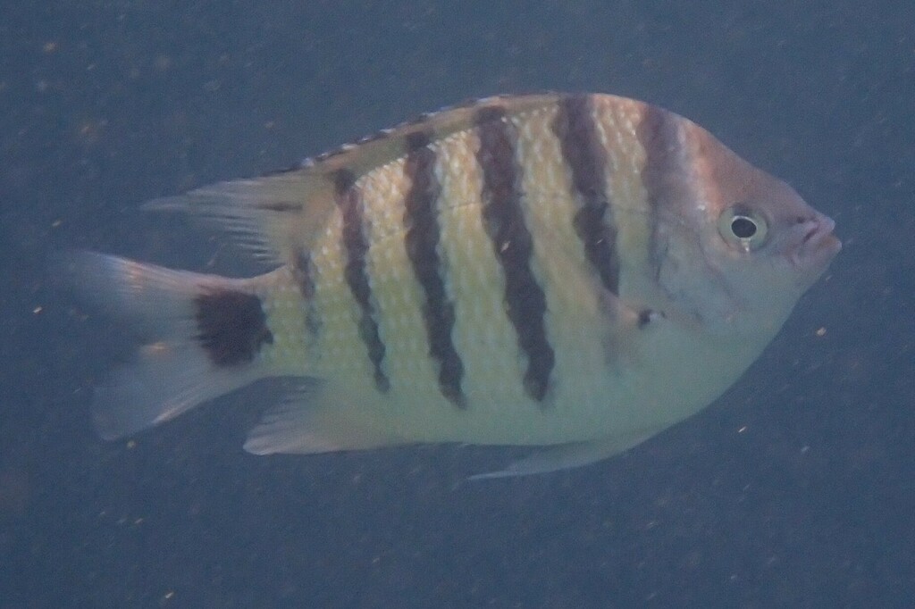 Black-tailed Sergeant-major