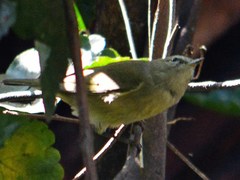 Leiothlypis celata