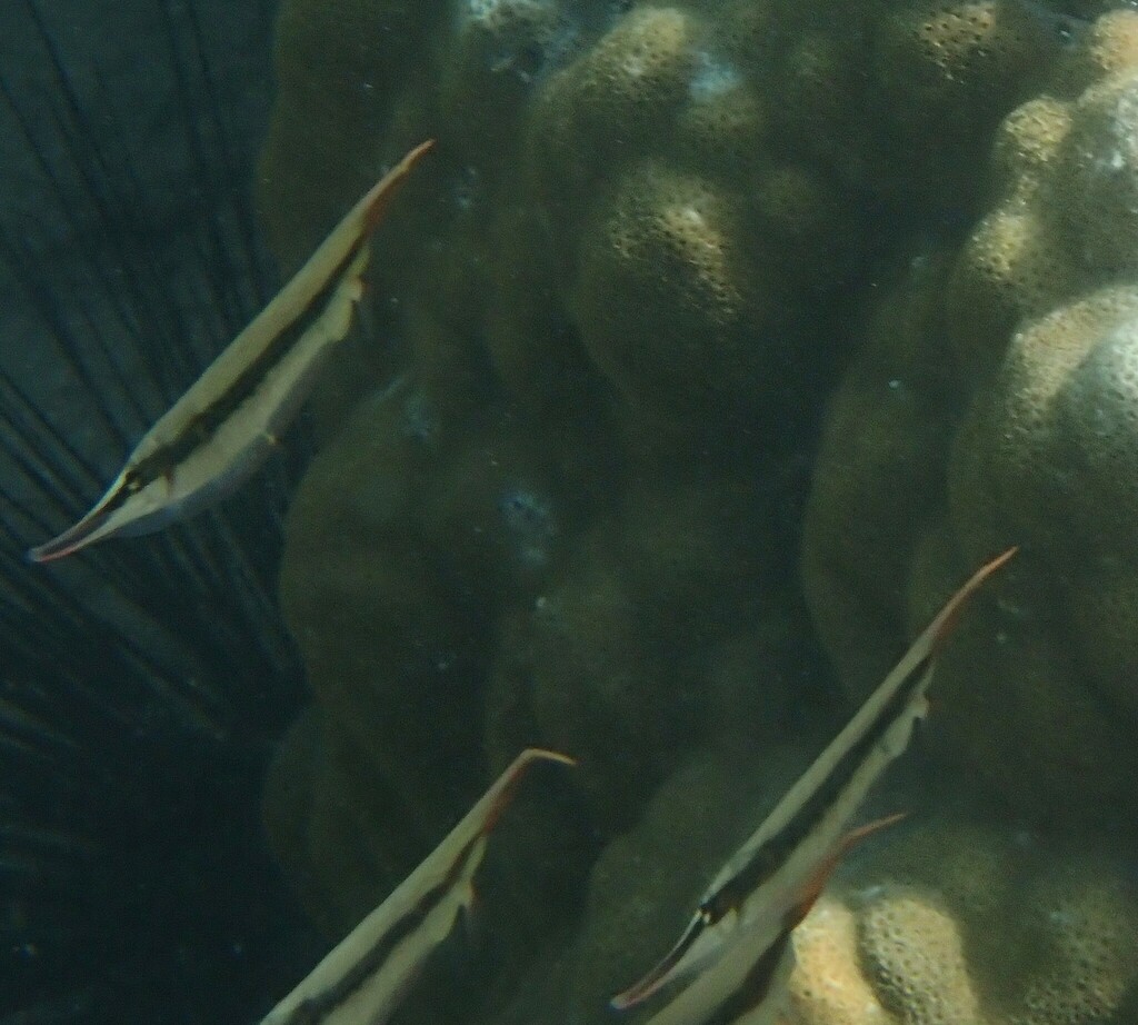 Coral Shrimpfish