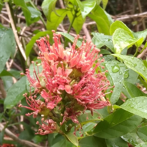 Image of Combretum bracteosum by (c) Rosemary Harrison, some rights reserved (CC BY-SA)