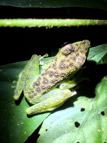 Staurois guttatus