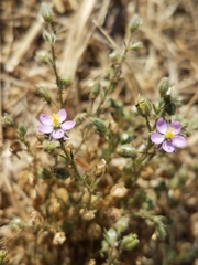 Spergularia bocconei