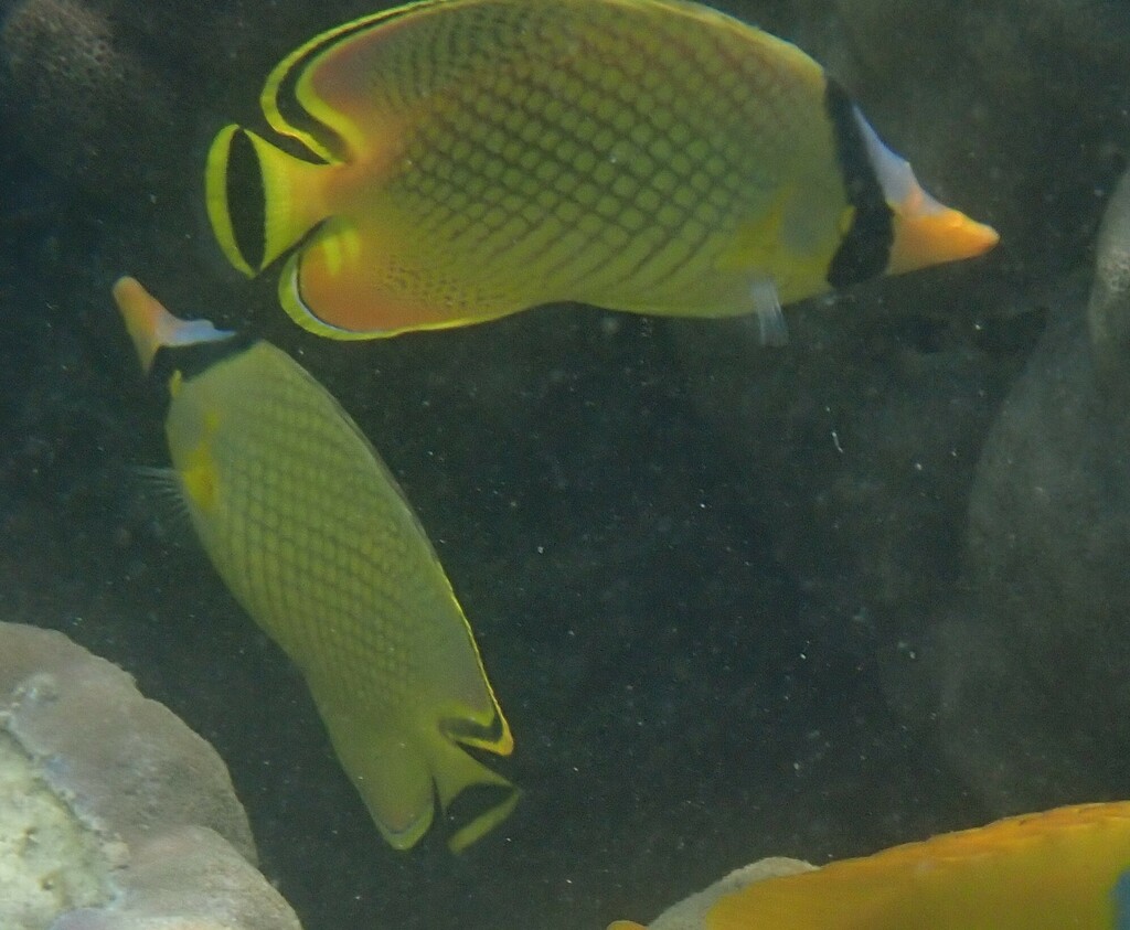 Latticed Butterflyfish