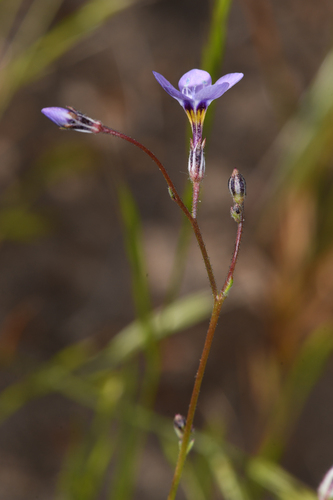 Inland gilia (Gilia interior)