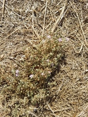 Spergularia bocconei