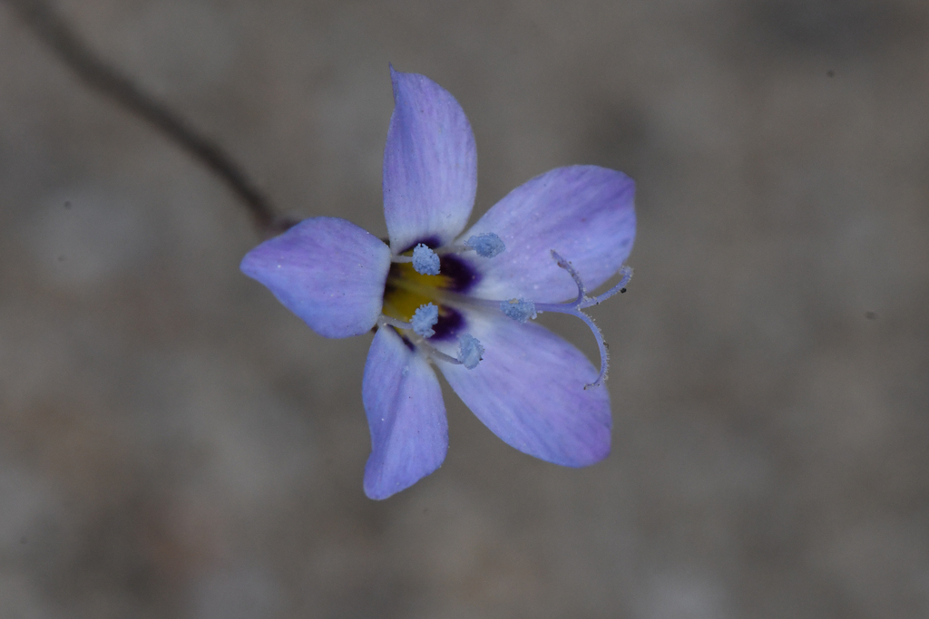 Inland gilia (Gilia interior)