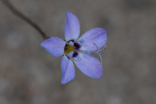 Inland gilia (Gilia interior)