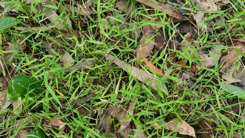 Image of Ottochloa gracillima by (c) Auradyme, some rights reserved (CC BY)