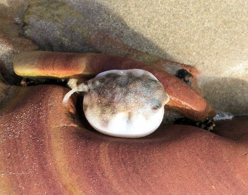Kortstaart-kogelvis (Contusus brevicaudus) — Tetraodontidae — 5