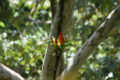 Tillandsia multicaulis