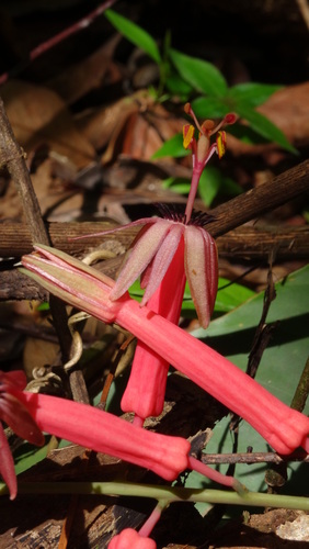 Passiflora balbis