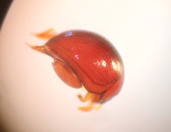 Clavicornaltica belalongensis