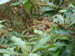 Pieris japonica taiwanensis