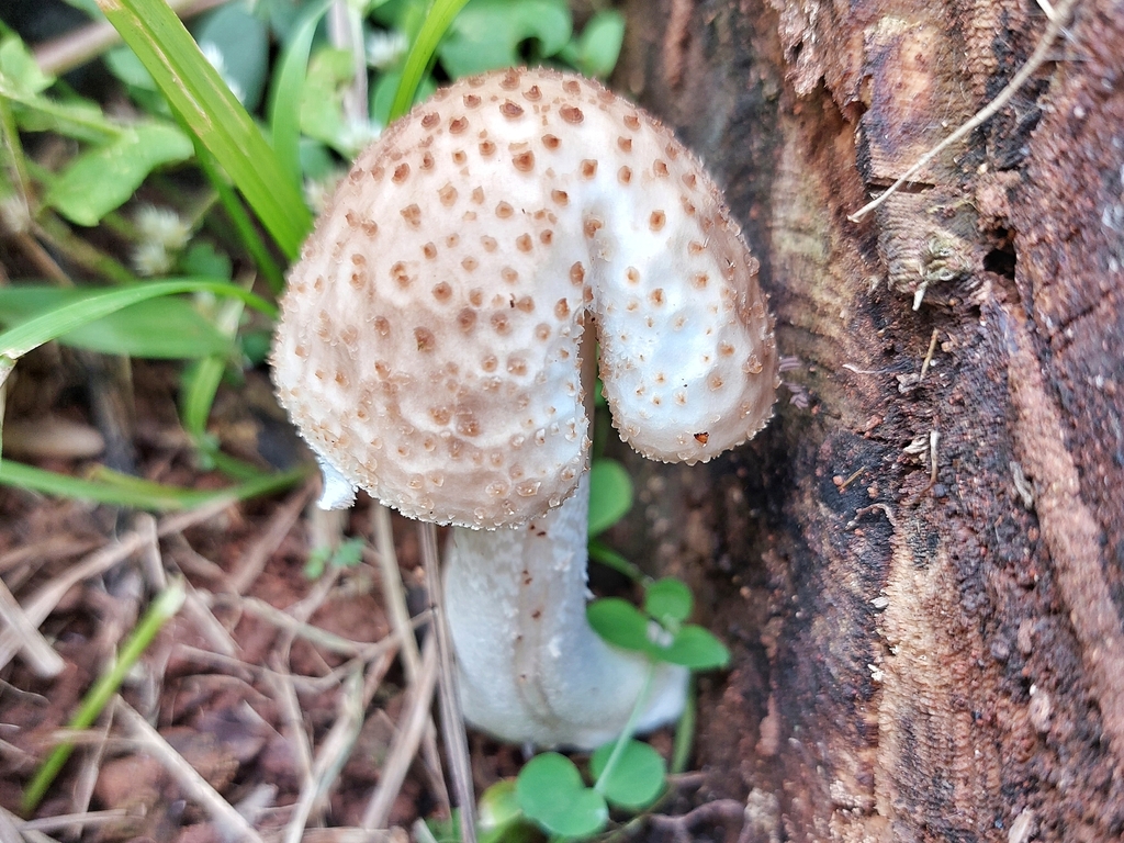 Oudemansiella cubensis · April 2023 · photo: © francisco_bezerra (iNaturalist, cc-by-nc)