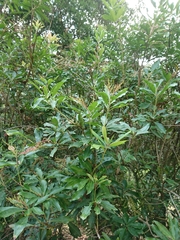 Pieris japonica taiwanensis