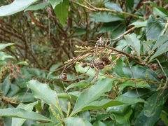 Pieris japonica taiwanensis