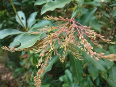 Pieris japonica taiwanensis