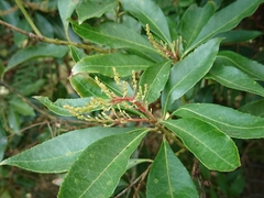 Pieris japonica taiwanensis