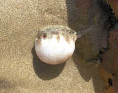 Contusus brevicaudus