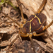Cynortoides quadrispinosa - Photo (c) Eric C. Maxwell, some rights reserved (CC BY-NC), uploaded by Eric C. Maxwell