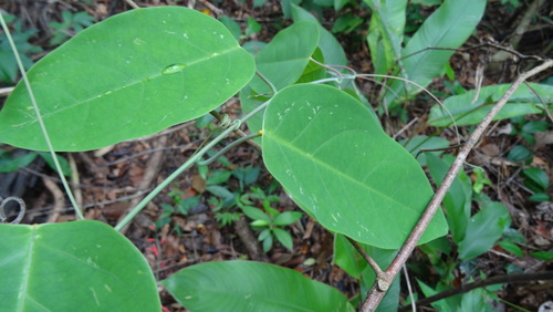 Passiflora balbis