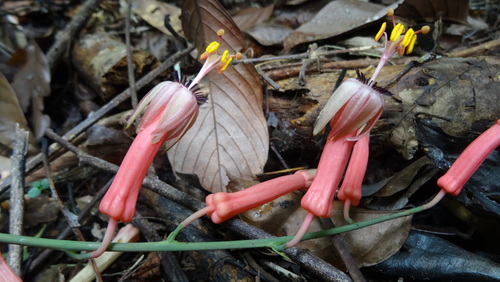 Passiflora balbis