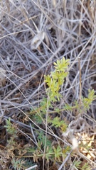 Acaena pinnatifida californica