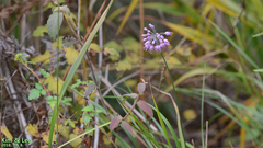 Allium thunbergii