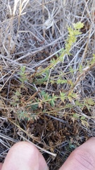 Acaena pinnatifida californica