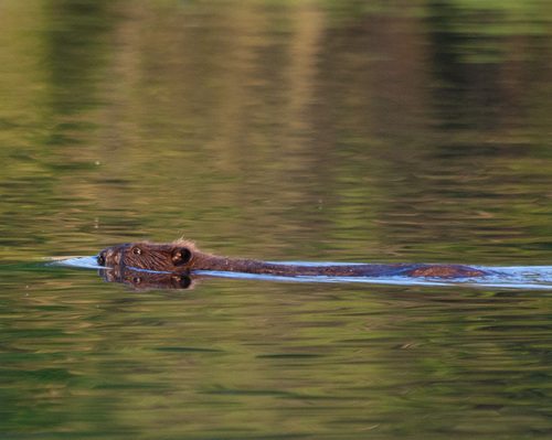 American Beaver photographed in Mississippi