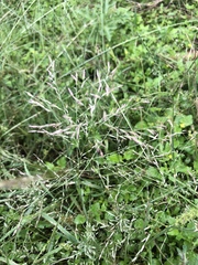 Eragrostis curtipedicellata