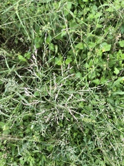 Eragrostis curtipedicellata