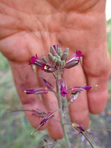 Image of Boechera arcuata by (c) George Williams, some rights reserved (CC BY)