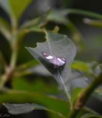 Nebulosa erymas