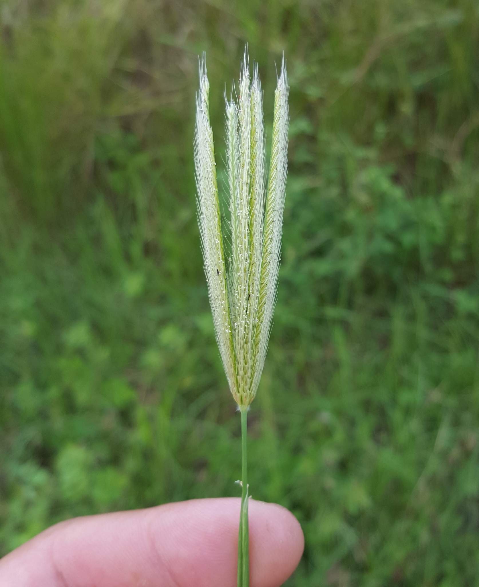 (c) François Rousseu, certains droits réservés (CC BY-NC) https://www.inaturalist.org/observations/156419530