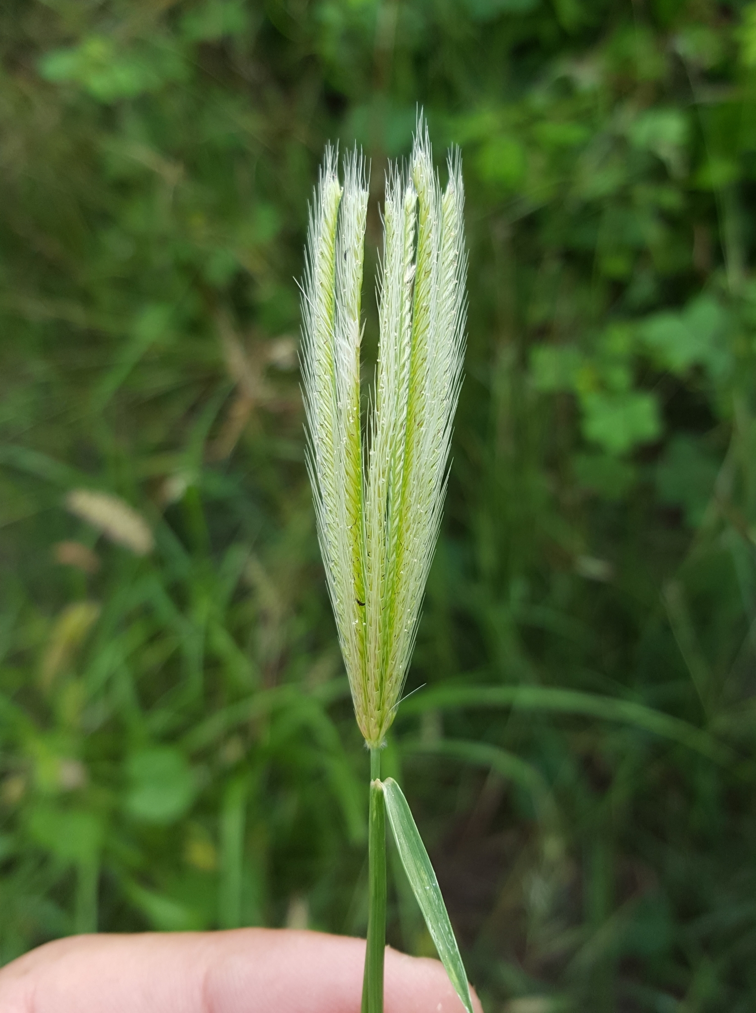 (c) François Rousseu, certains droits réservés (CC BY-NC) https://www.inaturalist.org/observations/156419530