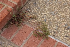 Euphorbia vermiculata