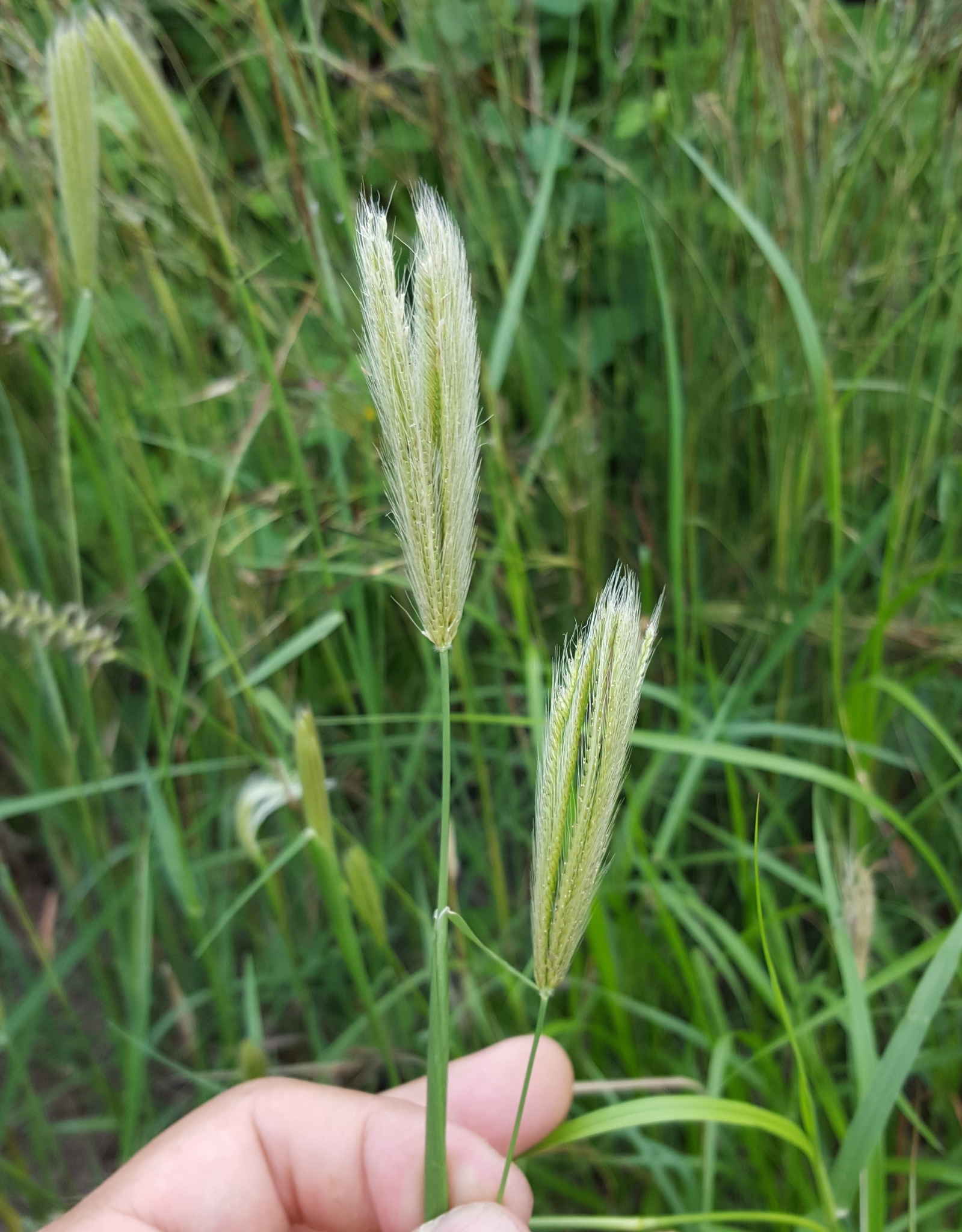 (c) François Rousseu, certains droits réservés (CC BY-NC) https://www.inaturalist.org/observations/156419530