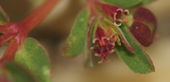 Euphorbia vermiculata