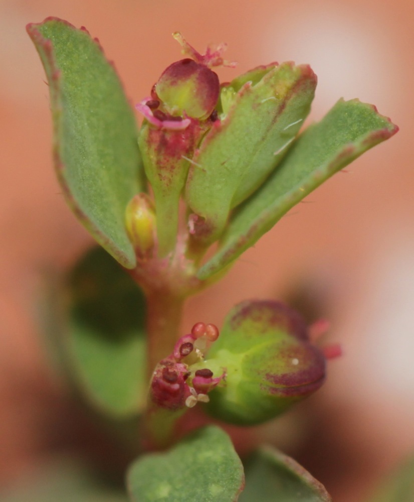 Euphorbia vermiculata
