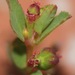 Euphorbia vermiculata - Photo (c) Nathan Taylor,  זכויות יוצרים חלקיות (CC BY-NC), הועלה על ידי Nathan Taylor