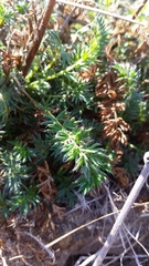 Acaena pinnatifida californica