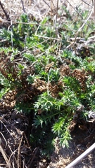 Acaena pinnatifida californica