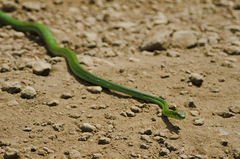 Leptophis ahaetulla