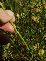 Equisetum laevigatum
