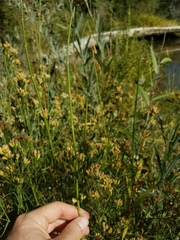 Equisetum laevigatum