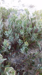 Arctostaphylos pumila