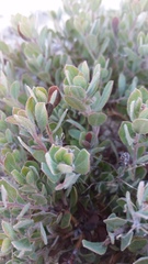 Arctostaphylos pumila