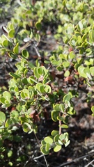 Arctostaphylos pumila