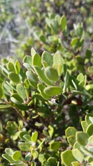 Arctostaphylos pumila